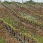 Los efectos de las lluvias aparecen por partida doble en los viñedos leoneses