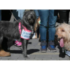 Los perros llevaban colgados carteles contra el abandono y el maltrato.