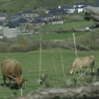 Vacas pastando en Balouta, con el pueblo al fondo.