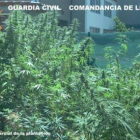 La plantación se encontró en una finca del barrio de Santa Clara