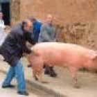 Peñín, a la izquierda, transporta el cerdo para entregárselo al ganador
