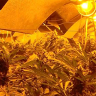 La plantación de marihuana de interior o ‘indoor’ es la mayor hallada por la policía leonesa. DL