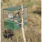 Una de las aves interceptadas en la operación. DL