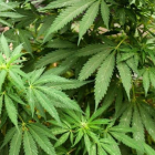 Imagen de archivo de una planta de marihuana. JOZÉ PAZOS