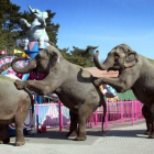 Cuatro elefantes del Circo Americano, con base en Verona, Italia, realizan una acrobacia a su llegada al zoo Hollywood de Stukenbrock, Alemania