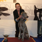 Caniche gigante participando en la exhibición.