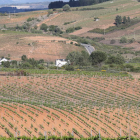 Imagen de nuevas plantaciones de viñedos amparados bajo la DO Bierzo. L. DE LA MATA