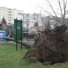 El pino de grandes dimensiones cayó enfrente de la terraza de la cafetería y el quiosco de los helad