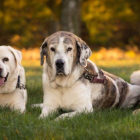 Los perros son capacer de reconocer olores propios como el de la orina.