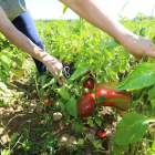 Plantación de pimientos en la comarca berciana