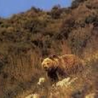 En la zona de Picos de Europa se localizan algunos de los últimos ejemplares de oso pardo cantábrico