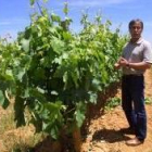 La vid ecológica del Bierzo es uno de los cultivos con más expectativas