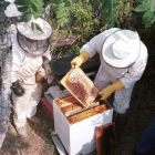 Imagen de archivo de apicultores revisando una colmena con los panales de miel. ANA F. BARREDO