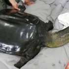 La última hembra de tortuga gigante de caparazón blando del Yangtzé.