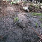 El monte calcinado hace siete años se va regenerando de forma natural, sin tratamientos de apoyo