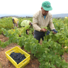 Vendimiadores en el Bierzo, en una imagen de archivo.