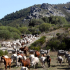 Cabras y ovejas en cañada. marciano pérez