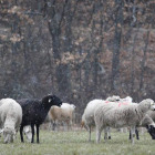 Unas ovejas pastan en un prado de la provincia.