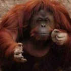 Sandra, la orangutana del zoo de Buenos Aires a la que un tribunal ha concedido el hábeas corpus