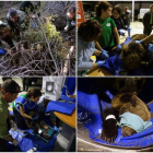 Combo de fotografías del rescate de un osezno herido