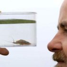 La gamba «Triops cancriformis» es el ser vivo más viejo.