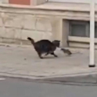 Una rata atacando al gato.