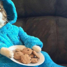 El gato en pijama protagonista de la historia.
