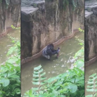 El gorila Harambe estuvo con el niño diez minutos antes de que los abatieran a tiros.