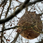 Imagen de archivo de un nido de avispa velutina. JUAN HERRERO