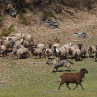 Rebaño de ovejas en un paraje de Villablino. JESÚS F. SALVADORES
