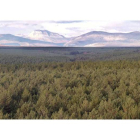 El monte de Riocamba, en Sahagún, ejemplo de gestión sostenible.