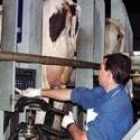 El sector de producción láctea de León no pasa en la actualidad por un momento de bonanza
