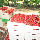 Imagen de la recogida de cereza en la pasada campaña, que será dificil de repetir por la helada. L. D. M.