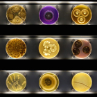 Pared con 150 placas de Petri con diferentes microorganismos. MICROPIA