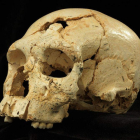 El cráneo ‘del delito’ hallado en Atapuerca