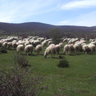 Un rebaño de ovejas de raza churra pace en un paraje próximo a la sierra del Teleno, vetada hasta ahora para la IGP. DL
