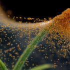 Vista del nuevo nanobiomaterial, procedente de la seda de un ácaro. efe