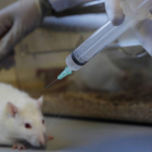 La modécula ha resultado eficaz en los ratones transgénicos portadores de genes humanos. JESÚS F. SALVADORES
