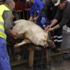 Los matarifes limpian el animal antes de abrirlo.