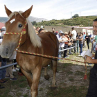 El público se quedó sorprendido con los ejemplares de equino de Colodrón. CAMPOS