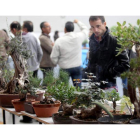 El congreso reúne en el Bembibre Arena a más de 300 ejemplares de bonsáis durante todo el fin de semana.