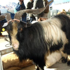 En la feria de Riaño se vieron buenos ejemplares de caprino.