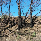 El incendio ha sacado a la luz terrazas como las de la fotografía, junto a un colmenar de «abejas agresivas», advirtió Valderas. DL