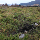 Rastro que han dejado los jabalíes en la citada zona.