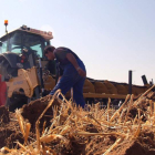 La Junta destaca el incremento de ocupación en el sector agrario. IVÁN LOZANO