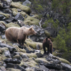 Dos osos pardos en el Alto Sil, en imagen de archivo. FOP