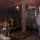 Ramón Martínez, la semana pasada con las vacas que todavía mantenía en su estableo de Valseco