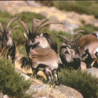Ejemplares de cabra montesa en la provincia de León