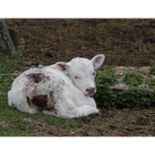 Un ternero, con graves heridas, tras sufrir el ataque de un lobo el pasado mes de abril en Villafeliz de Babia.