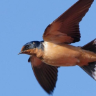 Un ejemplar de golondrina común.